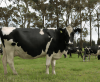 New Zealand Seeks Fair Treatment for Dairy Exporters by Canada