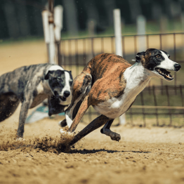 New Zealand Proposes Ban on Greyhound Racing by 2026 Citing Animal Welfare Concerns